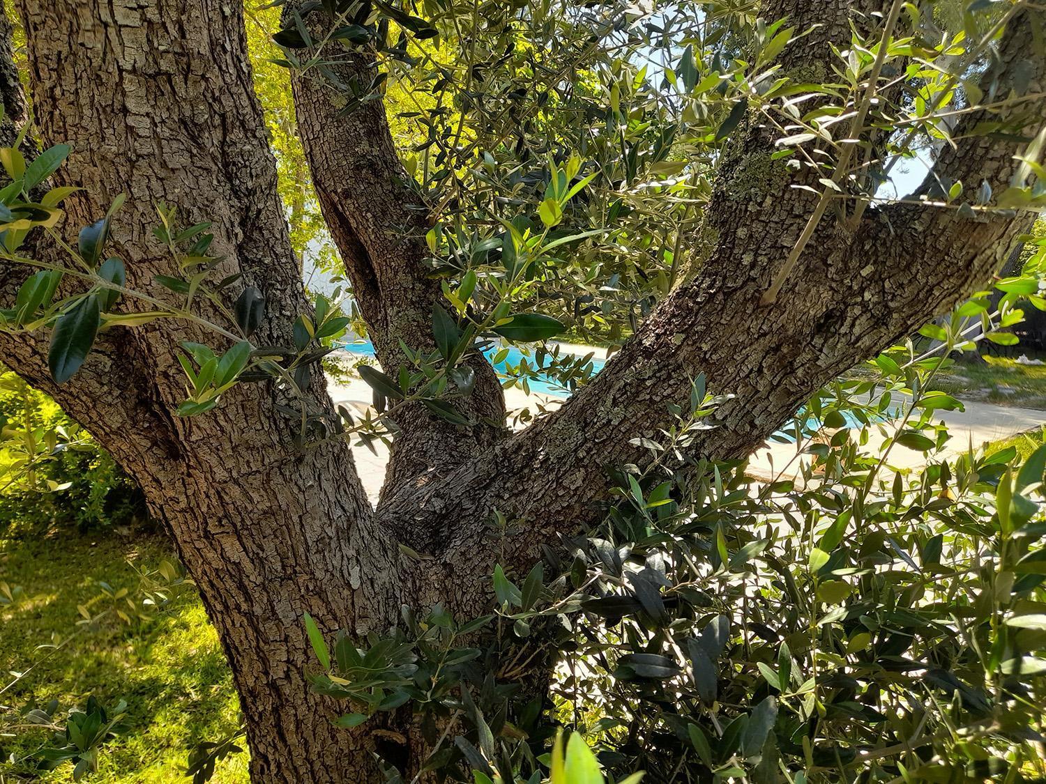 La Dimora Dei Gelsi Villa Castri di Lecce Ngoại thất bức ảnh